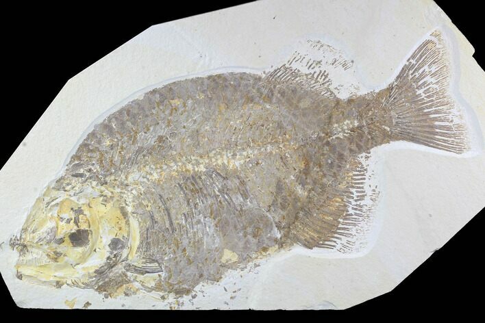 Bargain, Phareodus Fish Fossil - Huge Specimen #92199